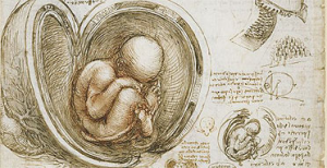 da vinci fetus